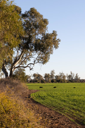 Feral pigs in Oscar Pearse’s paddocks on Sunday. 