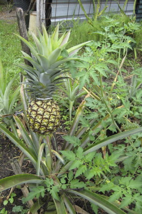 A homegrown pineapple plant.