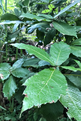 The Mexican loquat leaf oak has very different leaves.