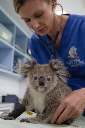 Dr Bree Talbot treating a koala joey at the non-profit Byron Bay Wildlife Hospital.