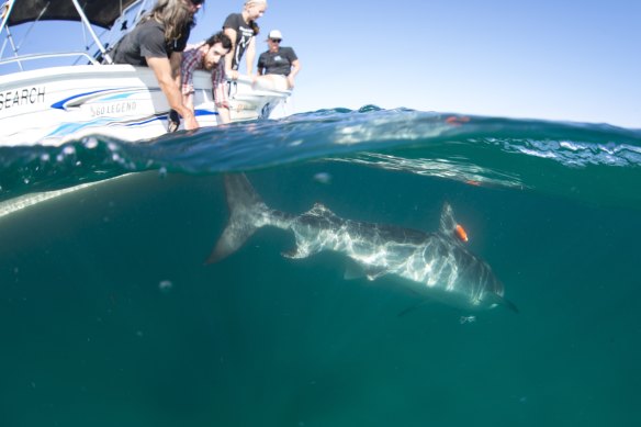 Researchers release a tagged tiger shark  with a video camera attached at Ningaloo Reef.