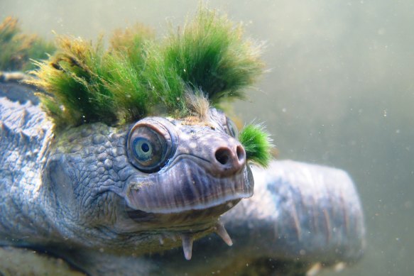 The Mary River turtle is a sight to behold.
