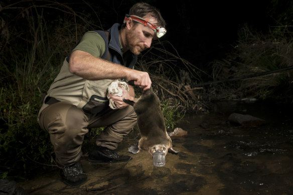 Ecologist Josh Griffiths checks on a platypus at Healsville.