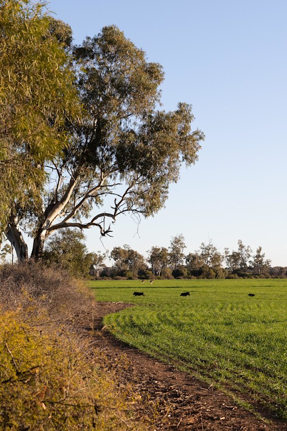Feral pigs in Oscar Pearse’s paddocks on Sunday. 