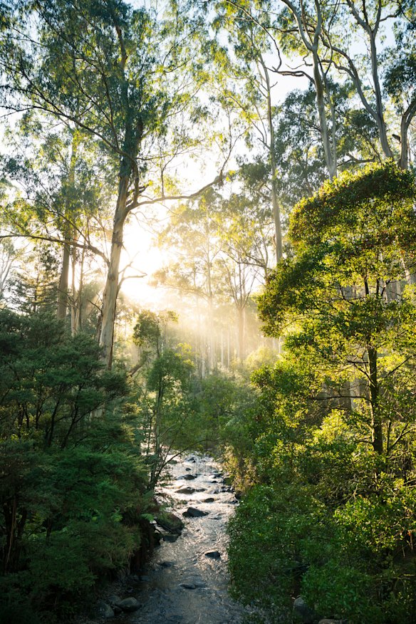 Dandenong Ranges Tourist Track.