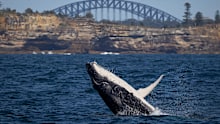 If Australia doesn’t work to protect its ‘blue corridors’, we could lose some of the most magnificent animals that traverse them.