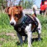 Patron is a Jack Russell Terrier, a Ukrainian sniffer dog, and a heroic favorite of Ukrainians. He is the mascot of the Chernihiv sappers of the State Emergency Service of Ukraine and the first dog in history to be awarded the title of Goodwill AmbassaDOG by UNICEF