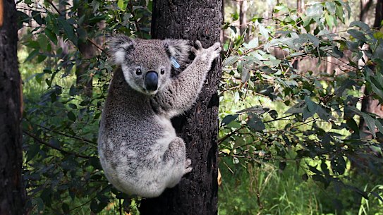 The trees will be chosen to help create habitats for species in need. 