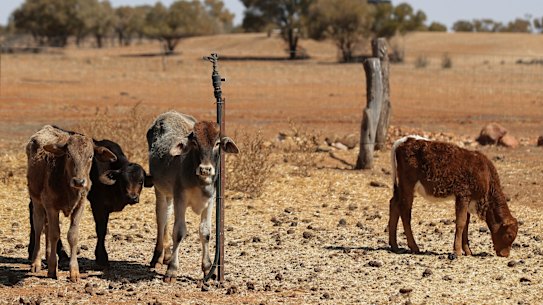 Struggling cattle on a Quilpie property in south-west Queensland, which were seen by the Prime Minister during his drought tour last week.