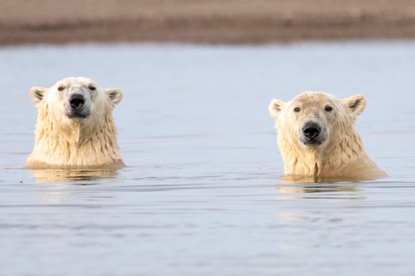 Too many bears, meaning it’s unsafe to land? Perhaps that signifies there are too many humans.