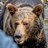 The grizzly turns its attention to the writer’s group.