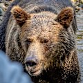 The grizzly turns its attention to the writer’s group.