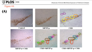 Screenshot showing an image from a 2016 paper that was co-authored by Gilles Guillemin and retracted from PLoS ONE last year. Mice were divided into six groups and each of the above panels represented a different treatment group. Elisabeth Bik identified “unexpected similarities” between the panels that suggested they belonged to the same mice. 