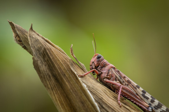 A desert locust sits on a maize plant at a farm in Katitika village, Kitui county, Kenya Friday.
