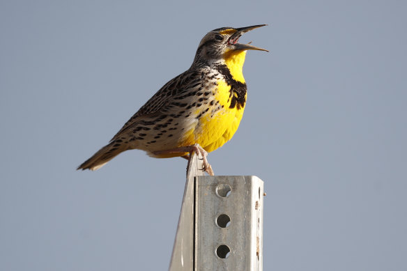A western meadowlark in the Rocky Mountain Arsenal National Wildlife Refuge in Commerce City, Colorado.