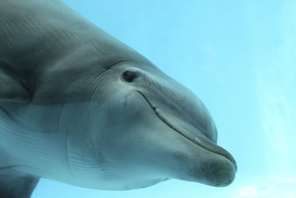 Dolphin close-up.