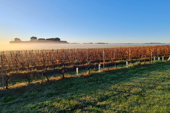 Bass Phillip vineyards in Gippsland, Vic.