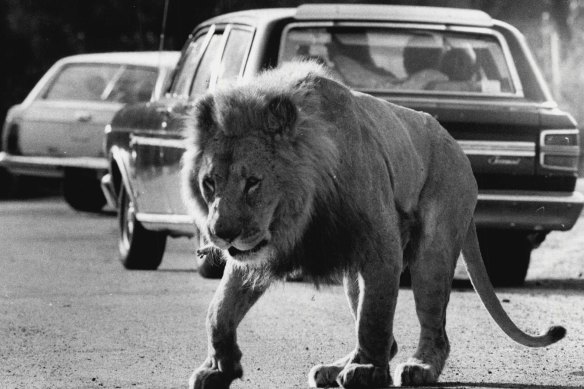 African Lion Safari in 1984. 