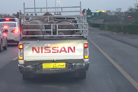 Footage from Animals Australia shows sheep allegedly from Australia crammed into the back of a ute in Oman.