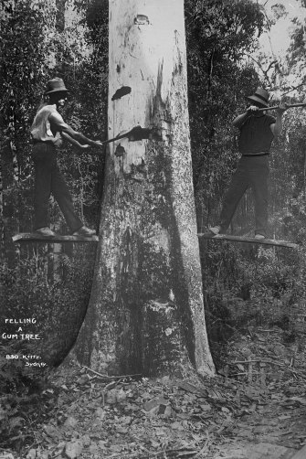 “Felling a Gumtree”, Kerry and Co, Sydney, Australia, c. 1884-1917