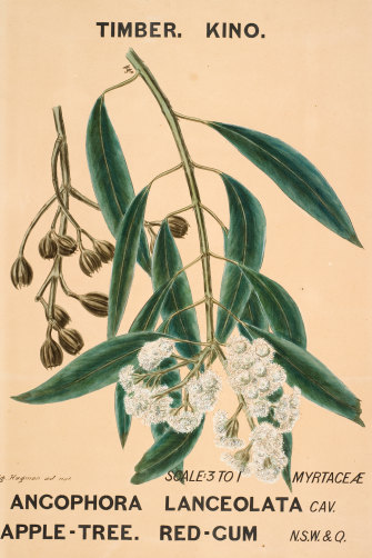 Botanical drawing “Angophora lanceolata (AppleTree. Red-Gum)“, by Agard Hagman, Sydney, 1887.