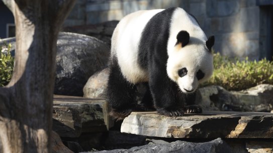 Giant panda Wang Wang.