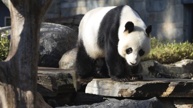 Yes, pandas are adorable. But they can’t hide national differences