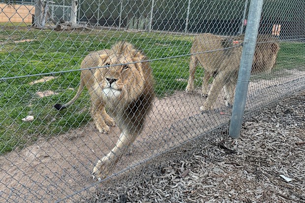 Lions during an exclusive Zoofari tour at Taronga Western Plains Zoo.