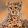 A baby cheetah. Unlike leopards, cheetahs are not part of the Big Five.