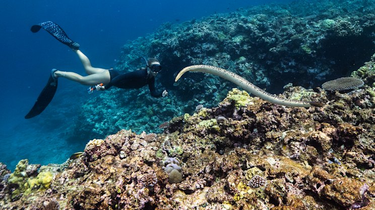 smh.com.au - Tim Winton - My journey to a reef on the abyss (if gas drillers get their way), by Tim Winton