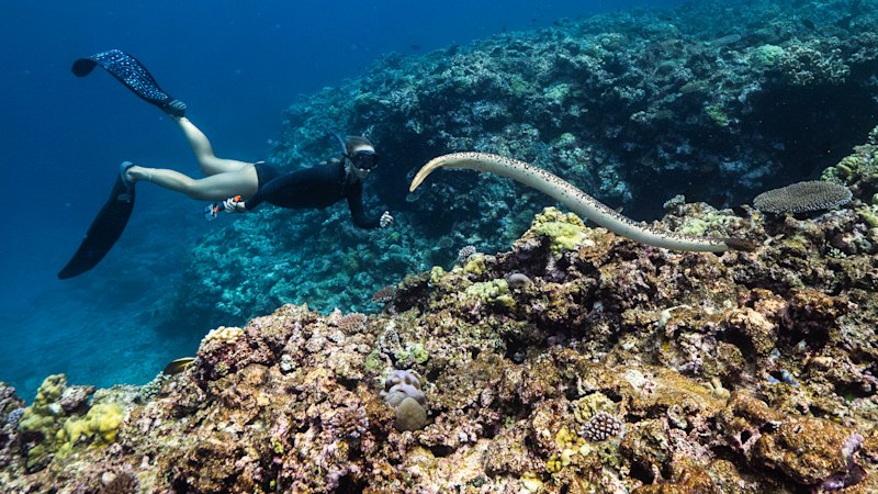 Tim Winton urges protection of Scott Reef amid proposed gas drilling by Woodside