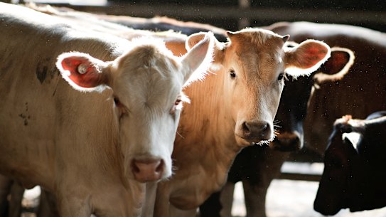 Cattle sales at the Lismore saleyards in northern NSW. 