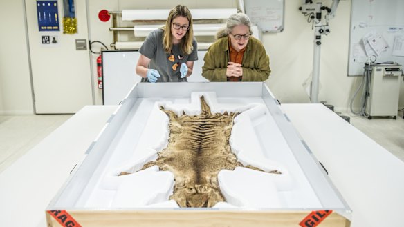 National Museum of Australia conservator Prue Castles (left) and head curator Dr Martha Sear, check out a newly acquired, rare thylacine (Tasmanian tiger) pelt.