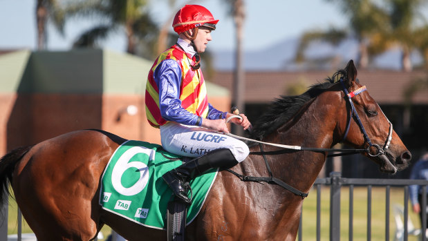 One to beat: Eleven Eleven is aiming for three straight wins at Kembla Grange.