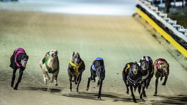 Canberra's last greyhound race meeting on Sunday night.