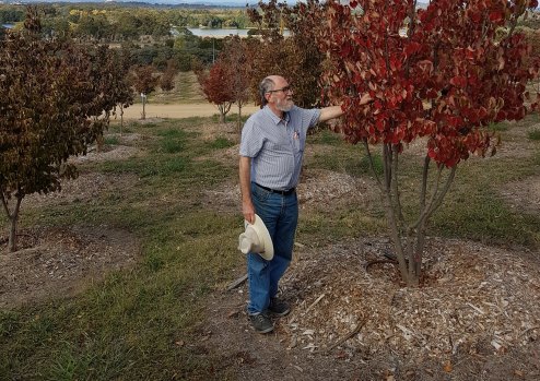 Dr Louis Glowinski in the Cornus cause forest at the National Arboretum Canberra.
