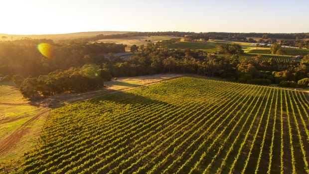 Several big-name wineries from Margaret River now sell premium wine to China.