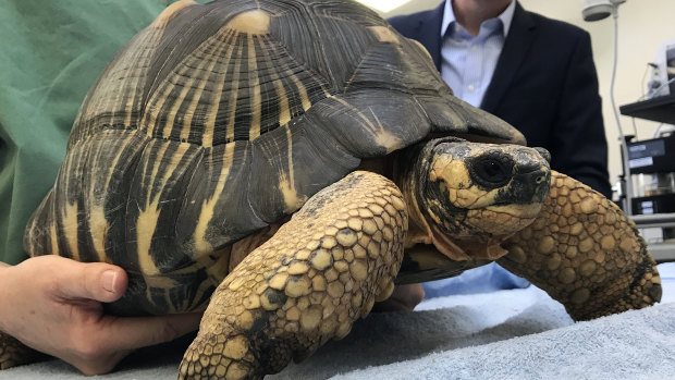 One of two Madagascan radiated tortoises that were stolen from Perth Zoo. 