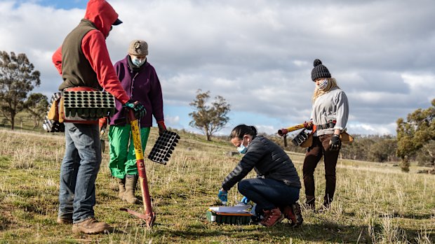 Planting at Nardoo Hills.