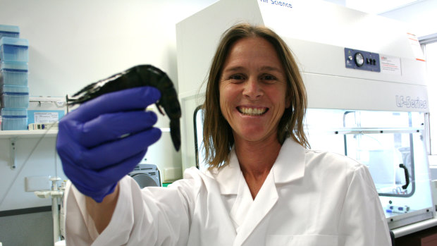 Dr Melony Sellars has developed a testing method for farmed prawns that can detect multiple diseases at once.