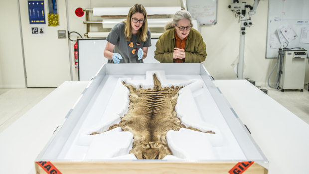 National Museum of Australia conservator Prue Castles (left) and head curator Dr Martha Sear, check out a newly acquired, rare thylacine (Tasmanian tiger) pelt.