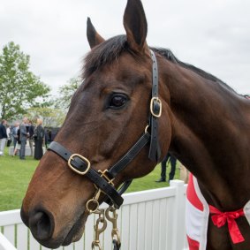  Might and Power before a Melbourne Cup parade.