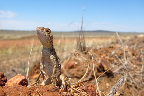 The Roma Earless Dragon, found in the region around Roma in Queensland, was named by Dr Jane Melville in 2014, and has recently been listed as endangered.