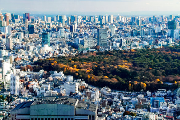 Autumn turns the leaves gold in the forest of the Meiji Shrine in Tokyo. 