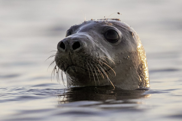 A seal off the coast of Maine looks around.