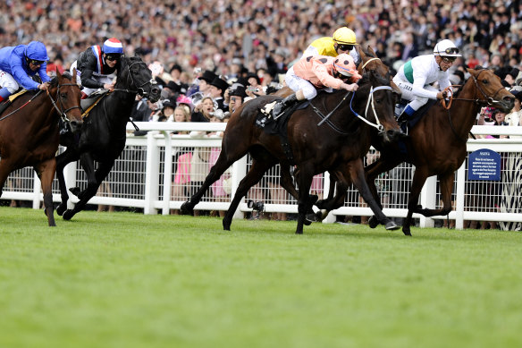 Black Caviar wills herself to victory at Royal Ascot in 2012.