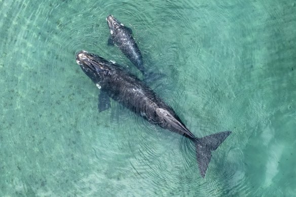 A whale with its calf in Planet Earth III.