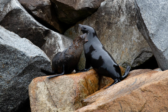 Seals in the inlet at Narooma on the South Coast of NSW, where changes have been made to nearby marine sanctuaries, opening them up to recreational fishing.