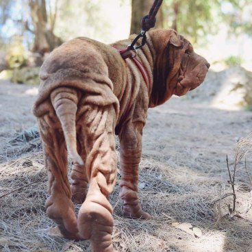 Marvin Was Found With Corkscrewed Nails Malnourished And Deformed His Owner Won T Face Charges
