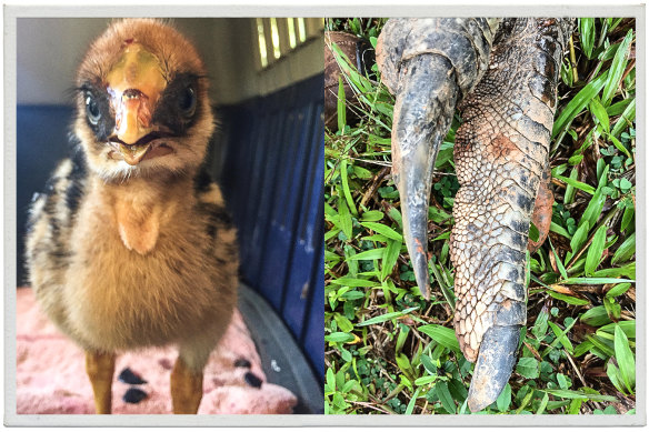 Cute and not so cute: a rescued chick and an adult claw. 